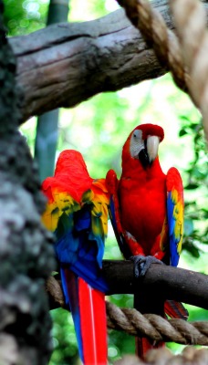 природа животные попугаи деревья