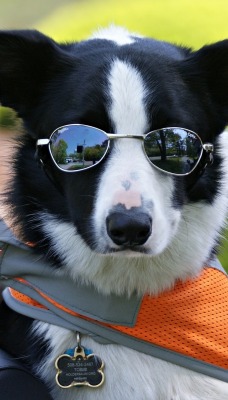 собака животное очки мотоцикл
