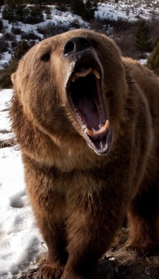 природа животные медведь снег зима