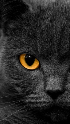 черный кот морда природа животное