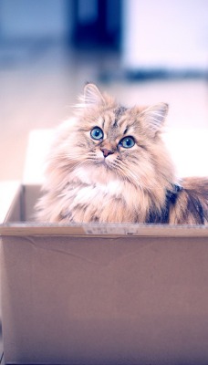 природа пушистый кот коробка