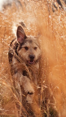 животные собака трава природа