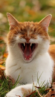 природа рыжий кот трава листья животное рот