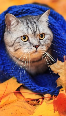 природа животные кот осень листья