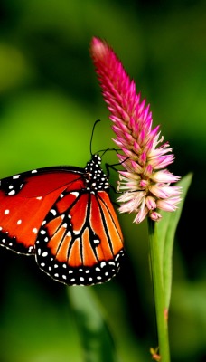природа животные насекомое макро бабочка