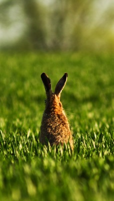 природа трава кролик поле