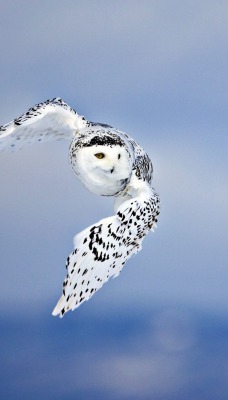 природа животное снежная сова