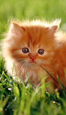 Рыжий котенок в траве