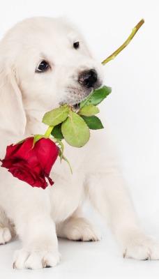 природа животные белый щенок цветы роза