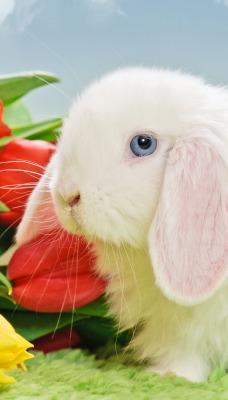 природа животные кролик цветы тюльпаны