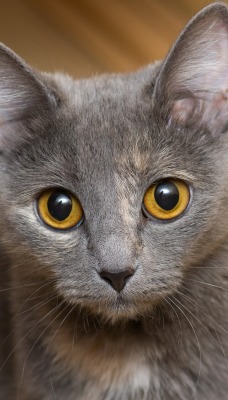 природа животные серый кот глаза