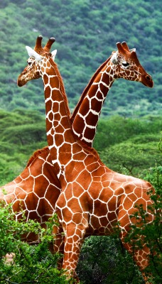 природа животные жирафы любовь