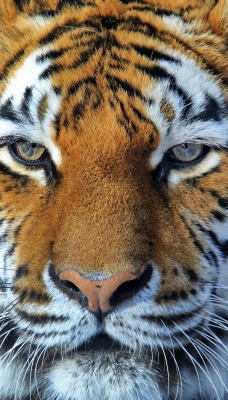 природа животные тигр голова