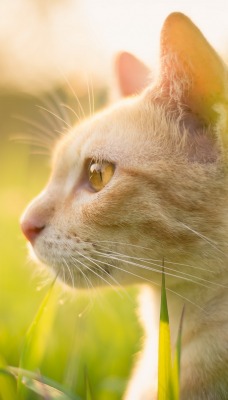 природа животные трава кот
