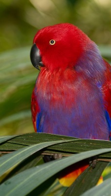 природа животные птицы попугай