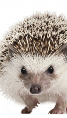 Ежик иголки Hedgehog needles