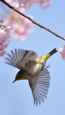природа цветы птицы животные