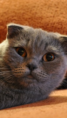 природа животные серый Шотландская вислоухая кошка