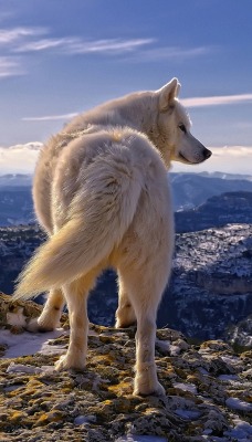 природа животные горы снег полярный волк
