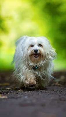 природа животные собака белая nature animals dog white