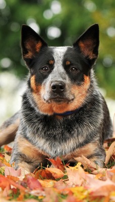 природа животные собака листья осень nature animals dog leaves autumn