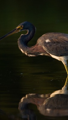 природа птица животные вода nature bird animals water