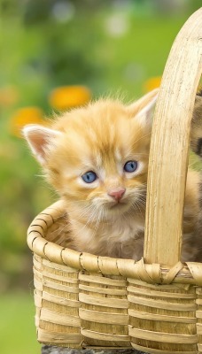 природа животные котята корзина рыжий серый nature animals kittens basket red grey