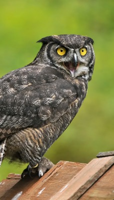 природа животные птица сова nature animals bird owl