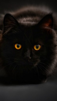 черный кот природа животные black cat nature animals