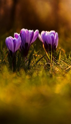 цветы крокусы трава макро flowers crocuses grass macro