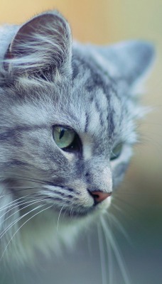 серый кот природа животные grey cat nature animals