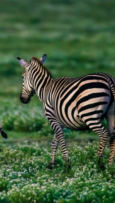 природа животные зебры nature animals Zebra