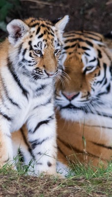 природа животные тигры nature animals tigers