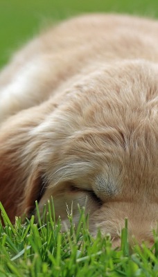 природа животные собака трава nature animals dog grass