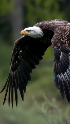 орел полет eagle flight