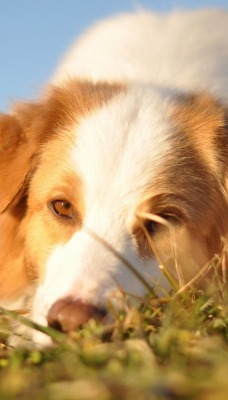 собака в траве пёс dog in the grass