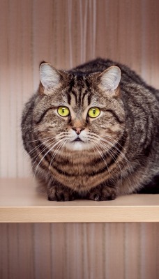 кот на полке cat on the shelf