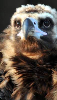 орел голова eagle head