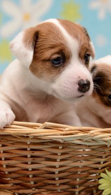 природа животные собаки щенки корзина nature animals dogs puppies basket