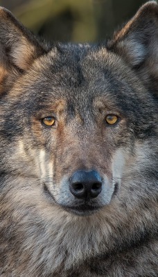 природа животные волк голова морда nature animals wolf head muzzle