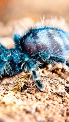 природа животные паук тарантул nature animals spider tarantula
