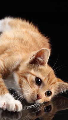 природа животные кот рыжий котенок nature animals cat red kitten
