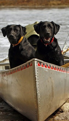 природа животные черные собаки лодка река nature animals black dogs boat river