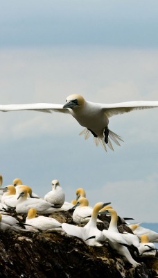 природа животные птицы nature animals birds