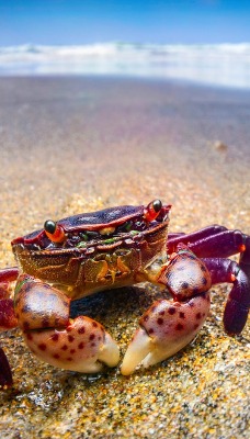 природа животные краб nature animals crab