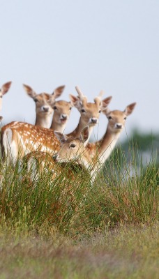 природа животные олени nature animals deer