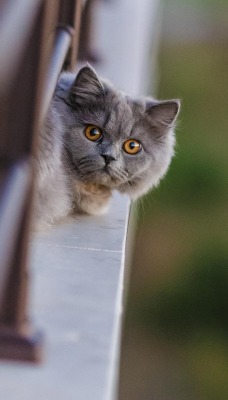 природа животные кот котенок серый nature animals cat kitten grey