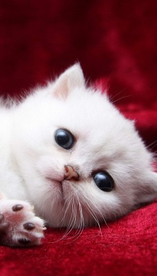 природа животные белый котенок кот nature animals white kitten cat