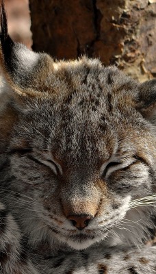 природа животные рысь nature animals lynx