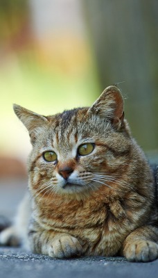 природа животные кот котенок nature animals cat kitten